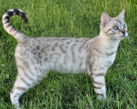 Snow Leopard Bengal kittens for sale in south Florida