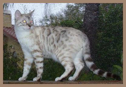Snow Bengal kittens
