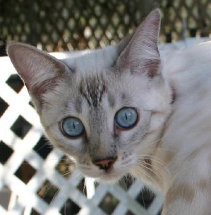 White Bengal Cat With Blue Eyes