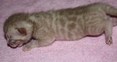 Seal Lynx Point, snow leopard bengal kittens in FL snow leopard bengal kittens for sale seal Lynx Mink Sepia charcoal snow charcoal seal lynx point charcoal mink charcoal bengal snow bengal snow charcoal kitten snow charcoal bengal charcoal snow bengal