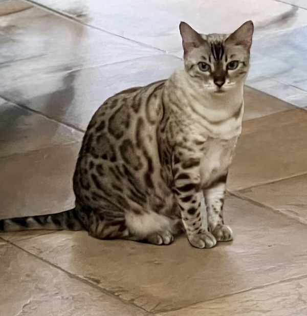 Seal Lynx Point (SLP) Snow bengal kitten coat contrast at 1 year old from Zawieco Bengals in Florida