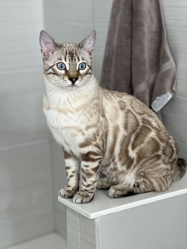 Seal Lynx Point (SLP) Snow bengal kitten color and coat contrast is still light and starting to show and develop at 5.5 months from Zawieco Bengals in Florida