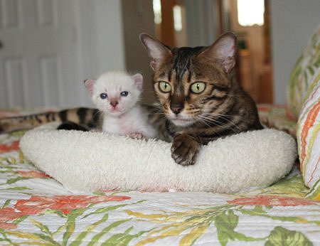 snow leopqard spotted bengal kittens for sale in FL
