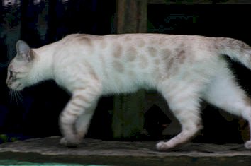 snowleopard bengal cats and bengal kittens for sale in S FL