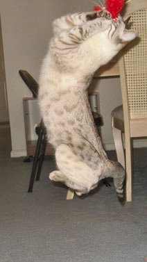 snowleopard bengal cats and bengal kittens for sale in S FL