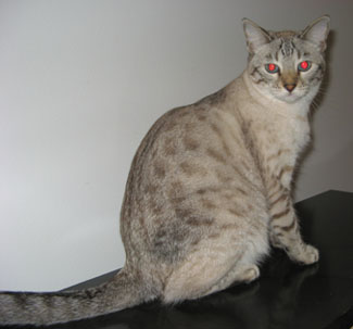snowleopard bengal cats and bengal kittens for sale in S FL