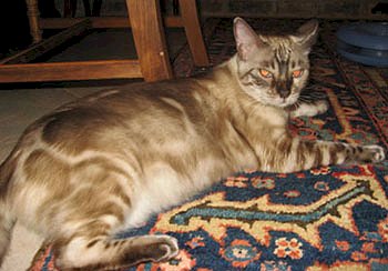 snowleopard bengal cats and bengal kittens for sale in S FL