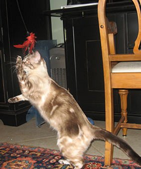 snowleopard bengal cats and bengal kittens for sale in S FL