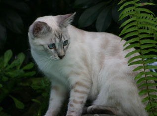 snowleopard bengal cats and bengal kittens for sale in S FL