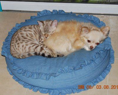 seal mink bengal cats