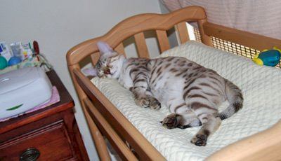 seal sepia bengal cats