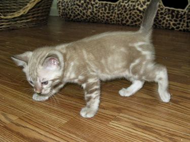 snow leopard bengals in south florida