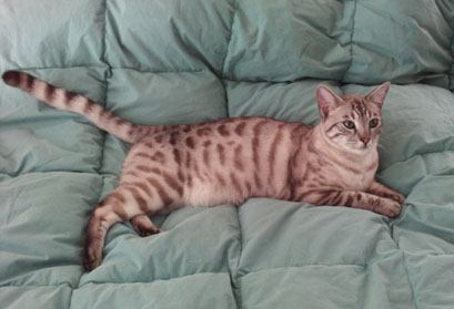 spotted snow leopard bengals in south florida