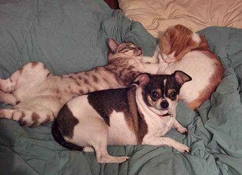 snow leopard bengals for sale  in south florida