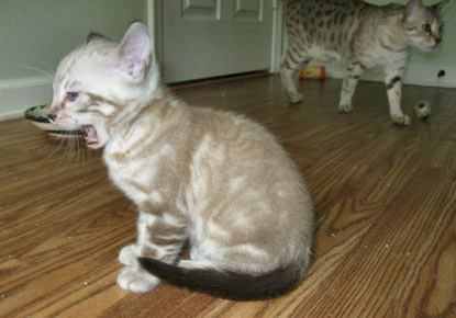snowleopard bengals in south Florida
