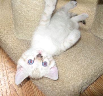 cute baby snow leopard bengals in south florida