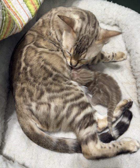 Seal Mink snow bengal kitten from ZawieCo Bengals breeding snow bengal kittens available in Florida