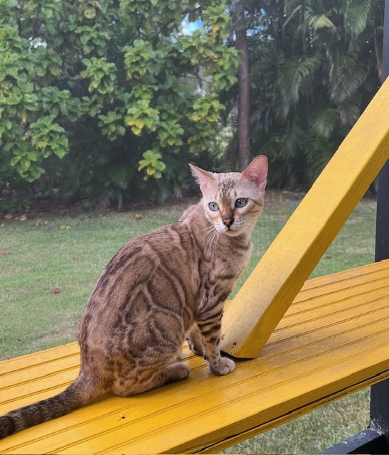 Seal Mink snow bengal kitten from ZawieCo Bengals breeding snow bengal kittens available in Florida