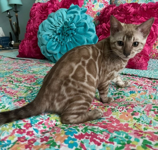 Seal Mink snow bengal kitten from ZawieCo Bengals breeding snow bengal kittens available in Florida